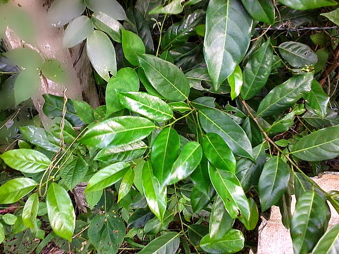 Aporosa lindleyana  (Salimara )