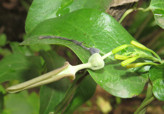 Aristolochia indica (Indian birthwort, Ishvara balli)