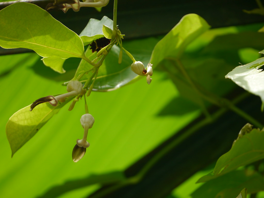 Aristolochia indica (Indian birthwort, Ishvara balli)