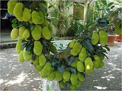 Artocarpus heterophyllus -Prasanthi Variika Dwarf (Jackfruit)