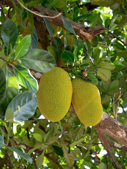 Artocarpus heterophyllus Fruit (Jackfruit)