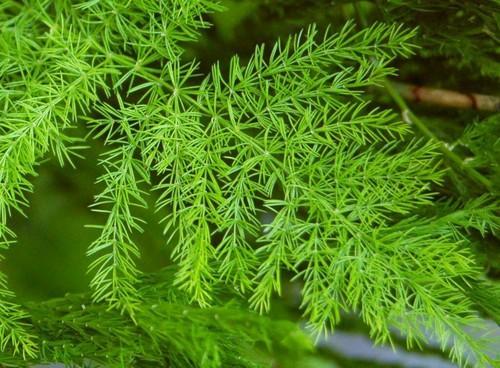 Asparagus racemous (Sathavari)