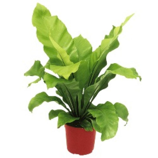 Asplenium Nidus 1 (Bird Nest Fern)