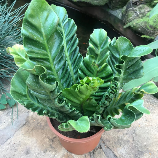 Asplenium Nidus cobra (Cobra Fern)