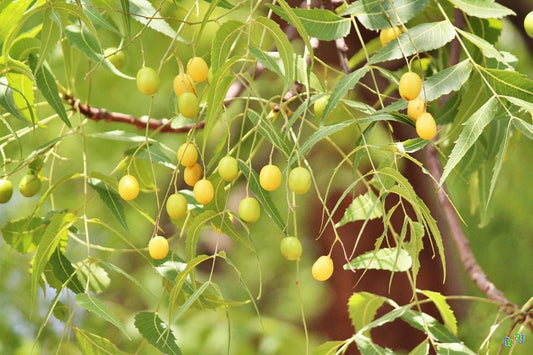Azadirachta indica - Aryaveppu (Neem tree)