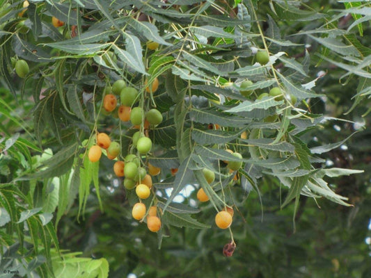 Azadirachta indica - Aryaveppu (Neem tree)