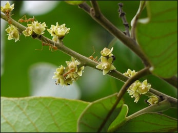 Baliospermum momtanum  (Red Physic Nut, Kaadu Haralu)