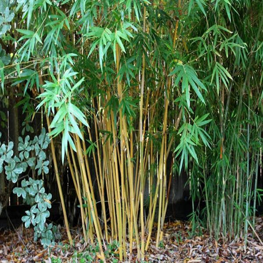 Bambusa arendinaceae - Bamboo (Bamboo)