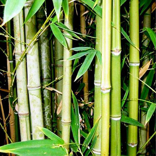 Bambusa arendinaceae - Bamboo (Bamboo)