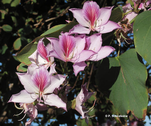 Bauhinia varigata  (Mountain Ebony,Kanchuvaala)