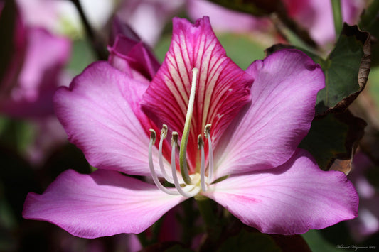 Bauhinia varigata  (Mountain Ebony,Kanchuvaala)