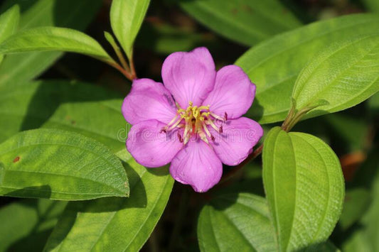 Blepharis boerheviafolia - Hemadanthi (Hemadanthi)