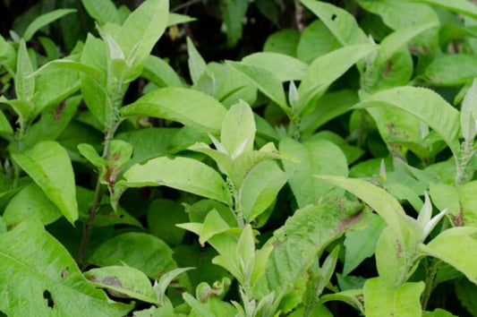 Blumea balsamifera  (Ngai camphor, Kukuraadra)