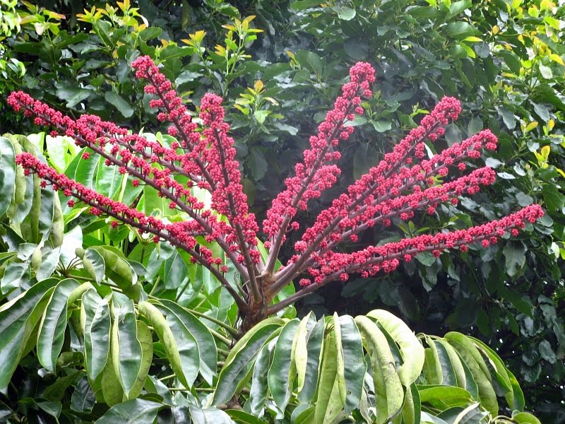 Brassia Actinophylla (Australian Umbrella Plant)