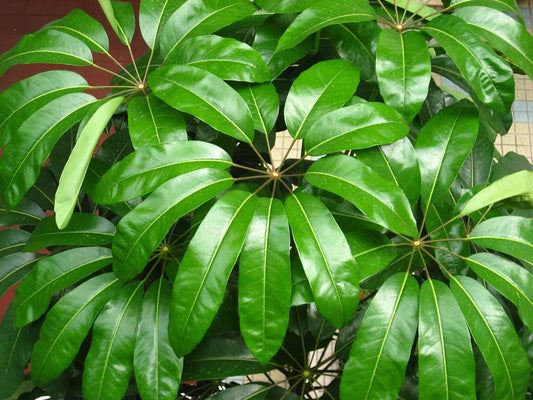 Brassia Actinophylla (Australian Umbrella Plant)