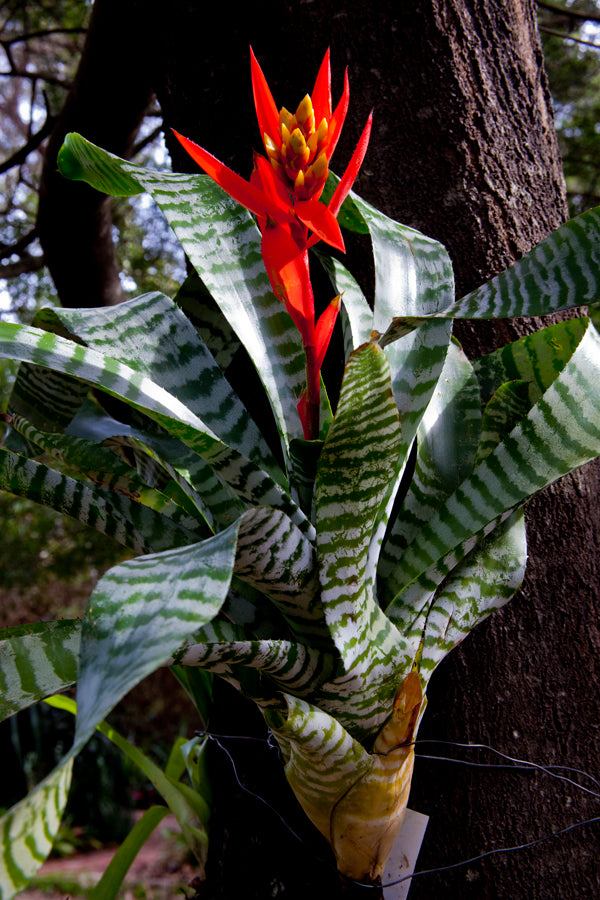 Bromeliad Aechmea chantinii (Amazonian Zebra Plant)