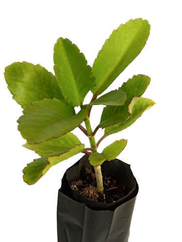 Bryophyllum pinnatam- (for kidney stone) (Miracle leaf,(for kidney stone))