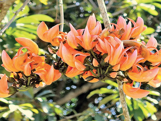 Butea monosperma  (Flame of forest, Muttuga)
