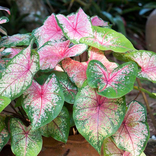 Caladium (Caladium)