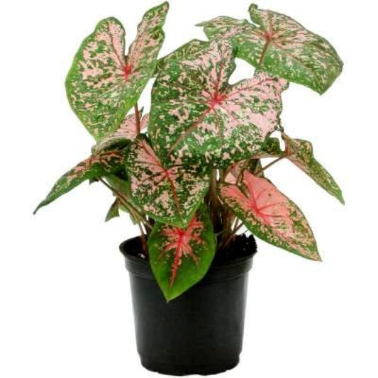 Caladium (Caladium)