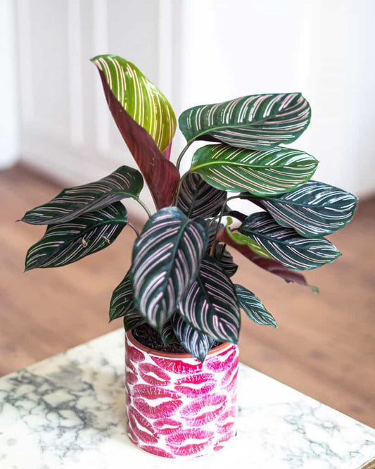 Calathea Ornata (Pinstripe Calathea)