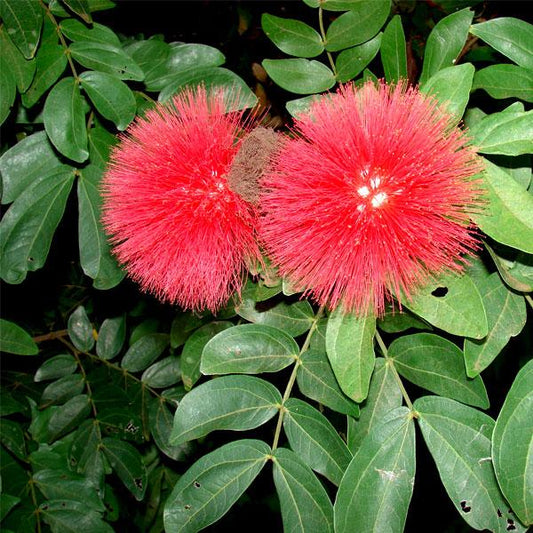 Calliandra Haematocephala (Powder puff)