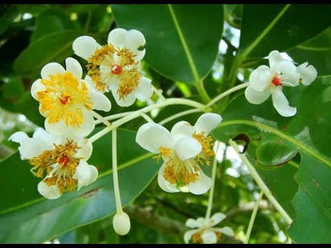 Calophyllum inophyllum  (Punnaga)