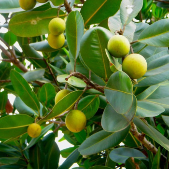 Calophyllum inophyllum  (Punnaga)