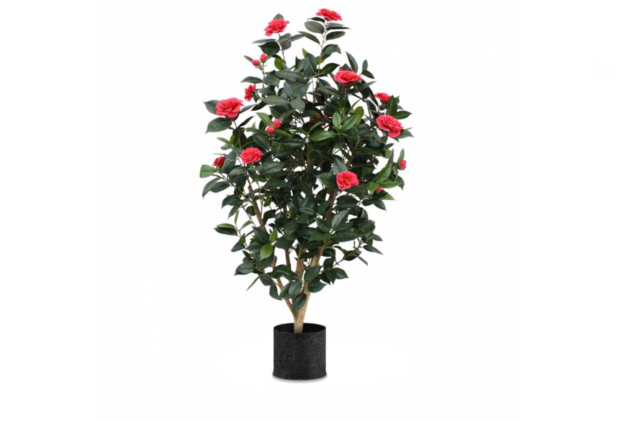 Camellia japonica 1 (Camelia) (8" x 5")