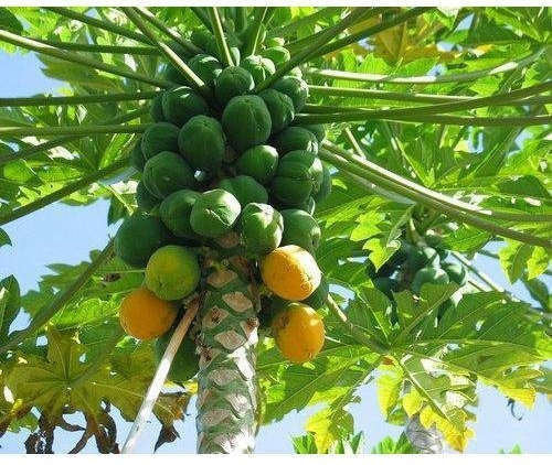 Carica papaya (Munnar Papaya)