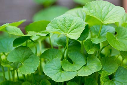 Centella asiatica  (Indian Pennywort, Brahmi)