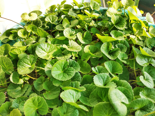 Centella asiatica  (Indian Pennywort, Brahmi)