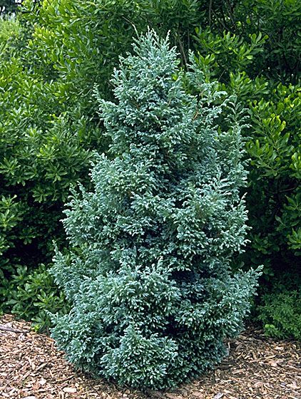Chamaecyparis pisifera (Cypress Silver)