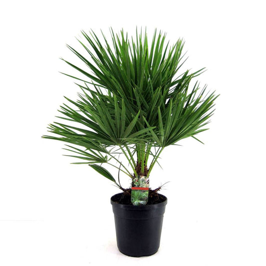 Chamaerops humilis (Mediterranian Dwarf Palm)