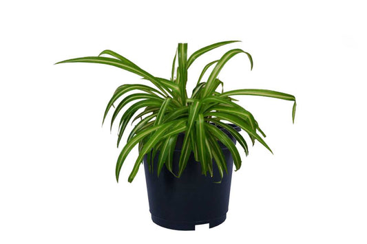 Chlorophytum (Spider Plant) (5' x 3.5")