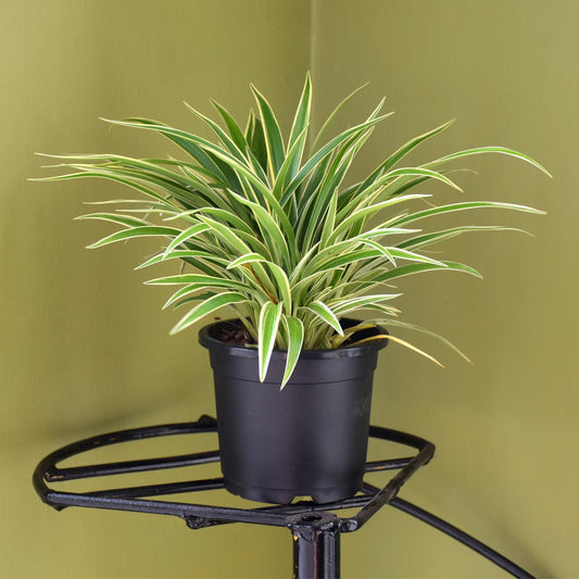 Chlorophytum comosum Dwarf (Ribbon Plant)