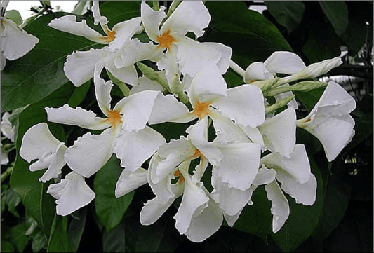 Chonemorpha fragrans (Frangipani Vine, Chandra hoovina balli)