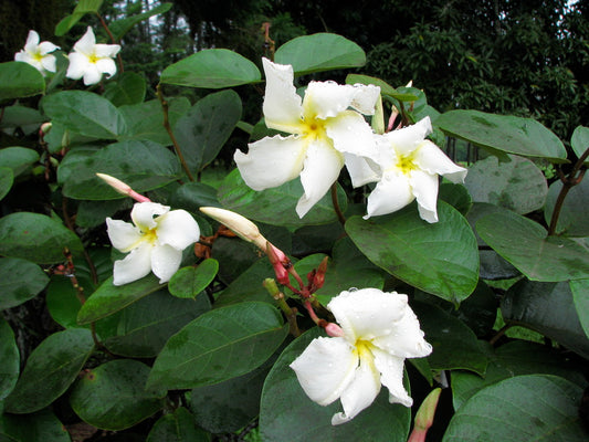 Chonemorpha fragrans (Frangipani Vine, Chandra hoovina balli)