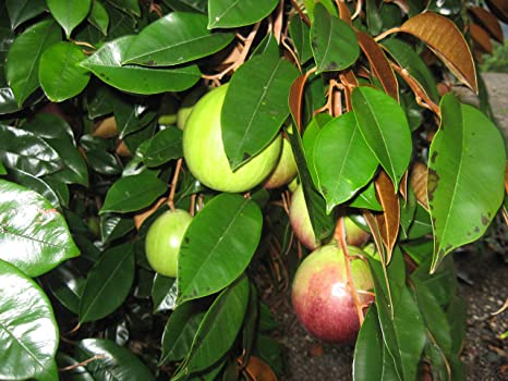 Chrysophyllum cainito - Graft (Jamaican Star fruit-Graft)