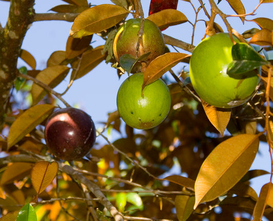 Chrysophyllum cainito - Graft (Jamaican Star fruit-Graft)
