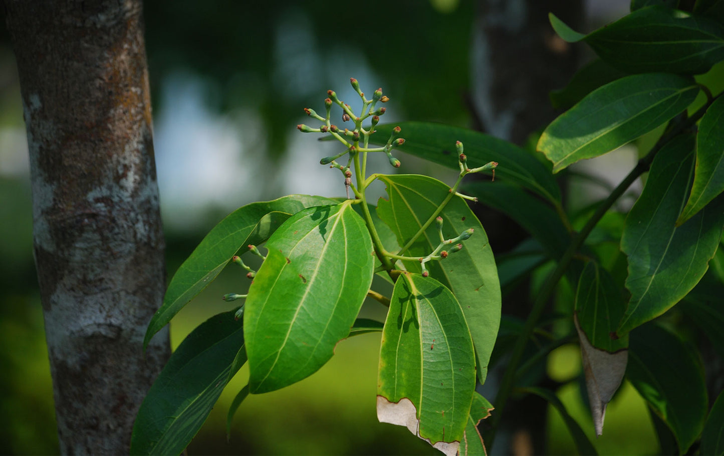 Cinnamomum zeylancium-Karuvapatta (Tree Cinnamon )