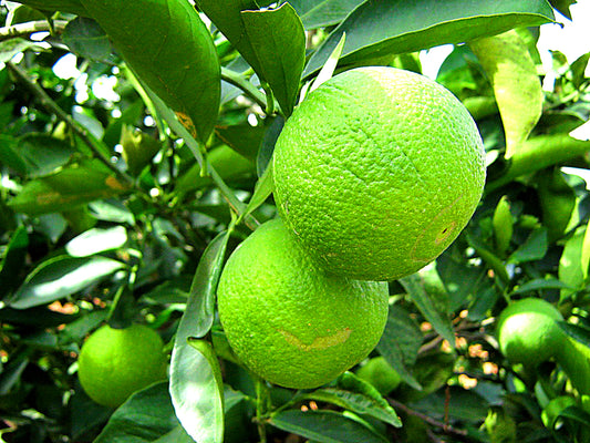 Citrus limetta (Musambi)
