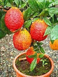 Citrus limon (Red lemon)