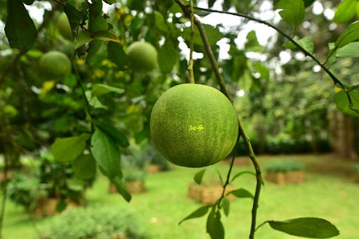 Citrus maxima (Pomelo,Chakotha)