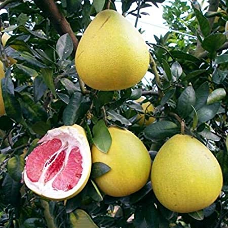 Citrus maxima Red (Pomelo Red, Chakotha Red)