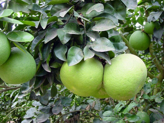 Citrus maxima (Pomelo,Chakotha)