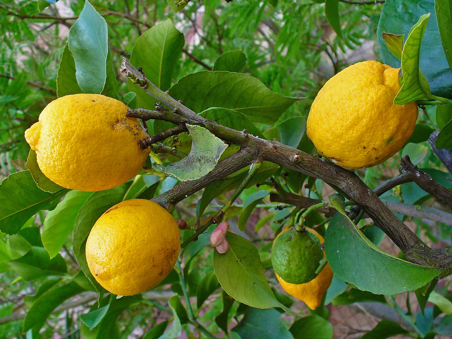 Citrus medica  (Citron, Matulunga)