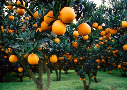 Citrus reticulata 1(Nagpur Ornage)