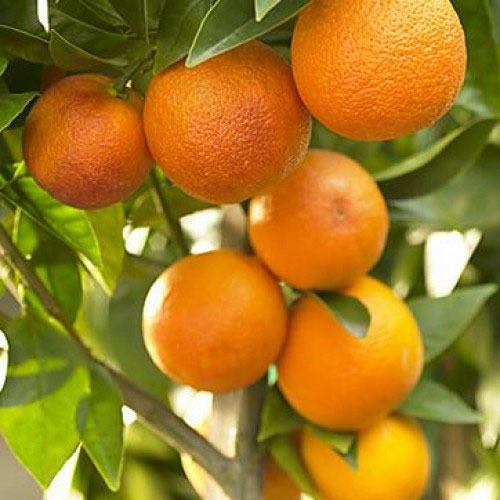 Citrus reticulata(Nagpur orange)