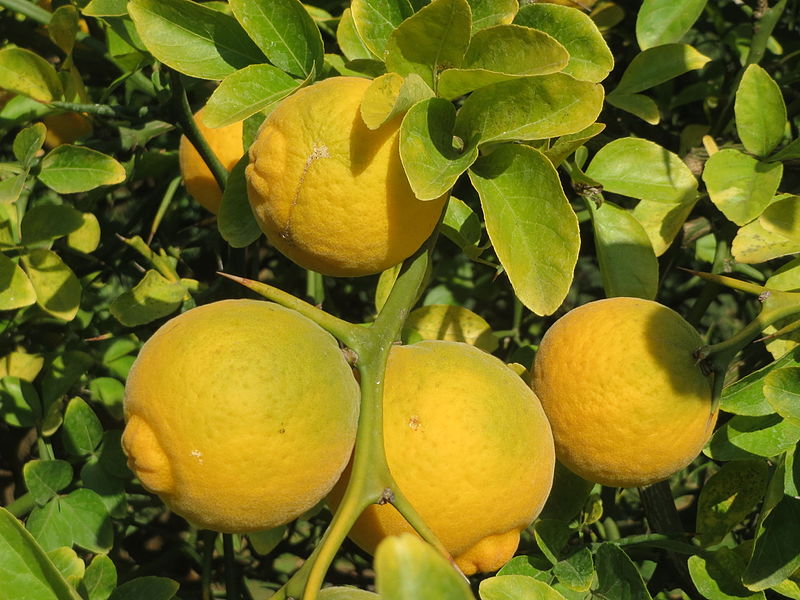 Citrus trifoliata (Bush Orange)